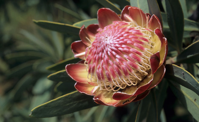 Protea caffra (Common sugarbush)