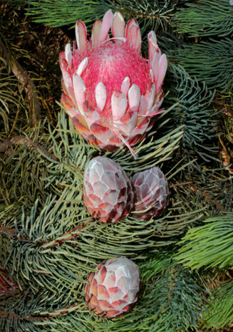 Protea aristata (Ladismith sugarbush)