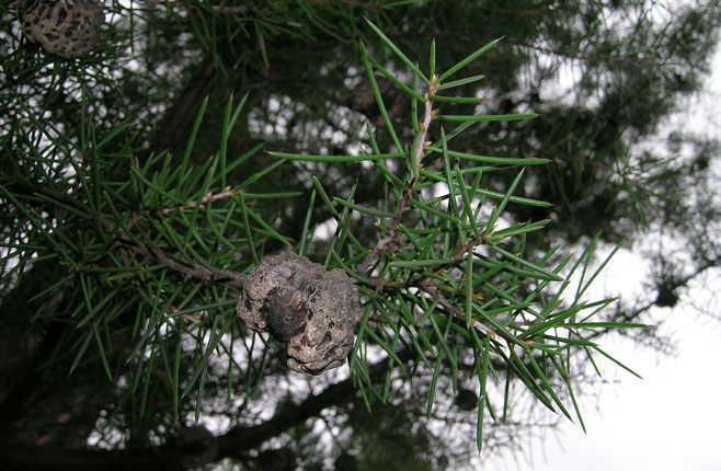 Hakea sericea (Needlebush, Silky hakea)