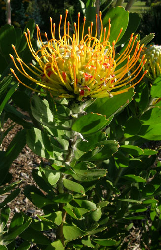 Leucospermum praecox