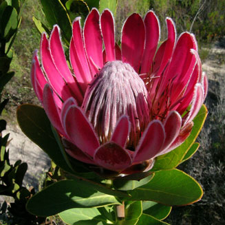 Protea compacta (Bot River sugarbush)