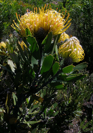 Leucospermum pluridens (Robinson pincushion)