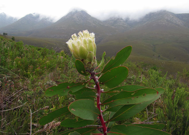 Protea mundii (Forest sugarbush)