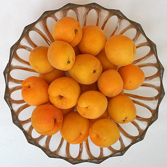 Prunus armeniaca (Apricot)