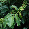 Coffea arabica (Arabian coffee, Arabica coffee)