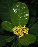 Psychotria capensis (Cream psychotria)