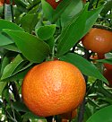 Citrus reticulata (Naartjie)