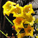 Freylinia lanceolata (Honey-bell bush)