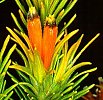 Retzia capensis