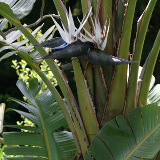 Strelitzia nicolai (Natal wild banana)
