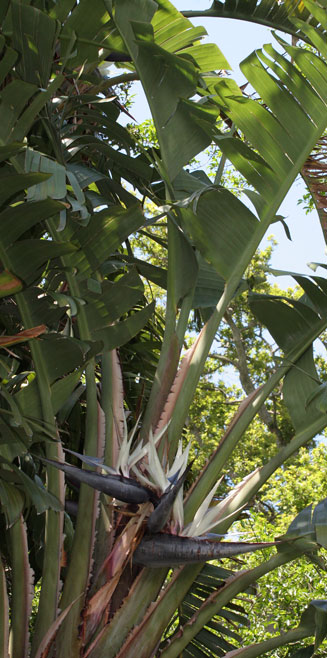 Strelitzia nicolai (Natal wild banana)