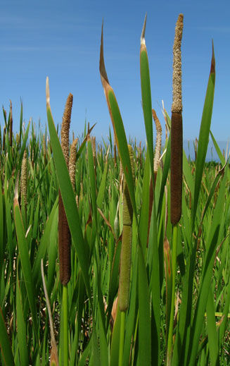 Typha capensis 