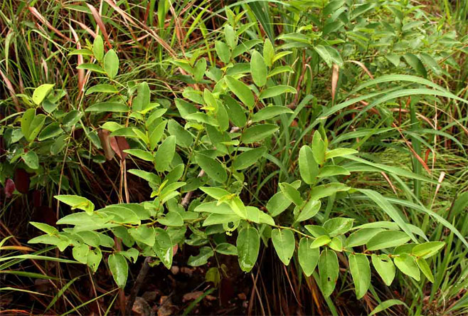 Cissus cornifolia 