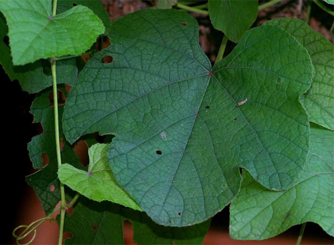 Cissus cucumerifolia