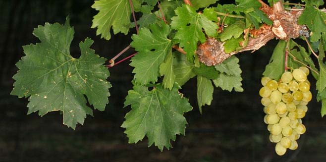 Vitis vinifera (Grapevine)