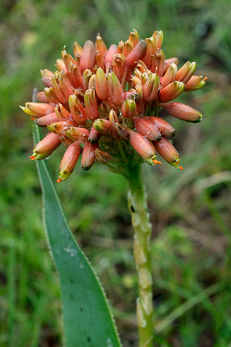 Aloe ecklonis 