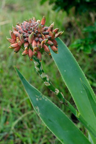 Aloe ecklonis 