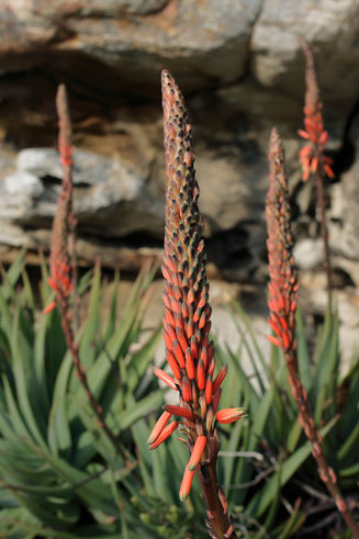 Aloe succotrina (Fynbos aloe)