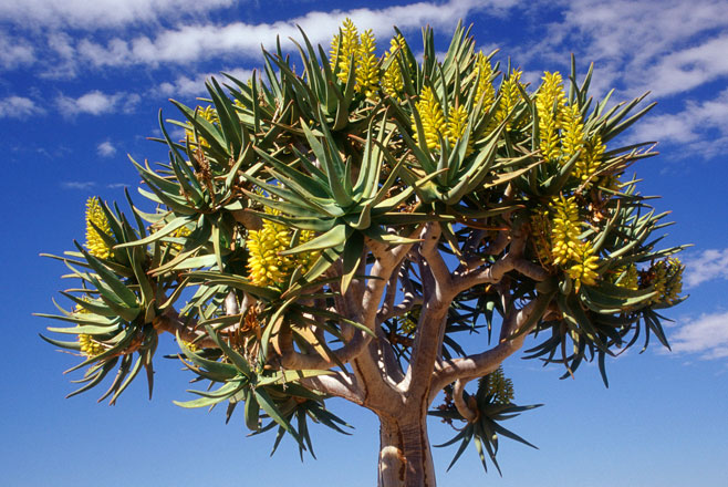 Aloe dichotoma (Kokerboom, Quiver tree)