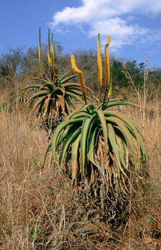 Aloe aloides