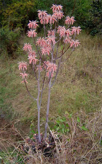 Aloe greatheadii 