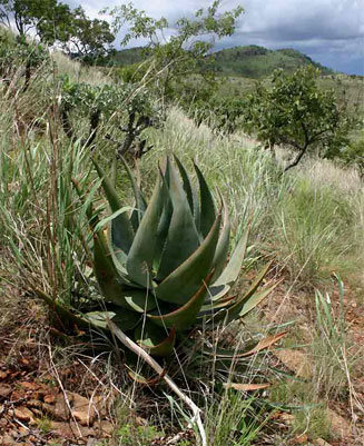 Aloe ortholopha (Dyke aloe)