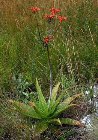 Aloe swynnertonii 
