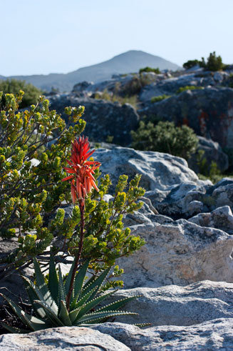 Aloe succotrina (Fynbos aloe)