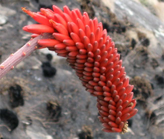 Aloe decurva
