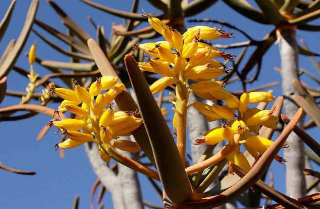 Aloe ramosissima 