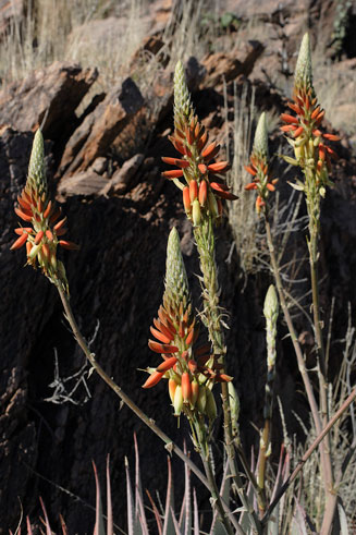 Aloe gariepensis 