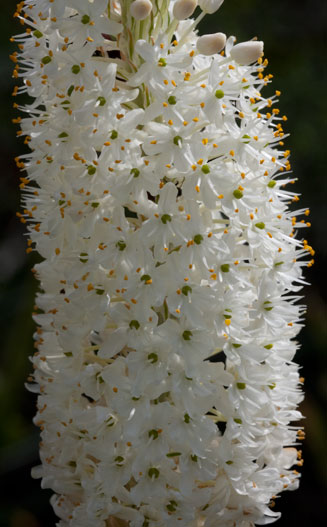 Bulbinella eburniflora 