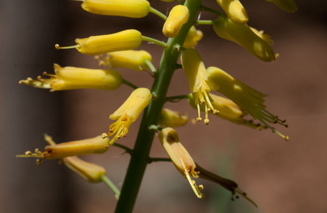 Aloe tenuior 