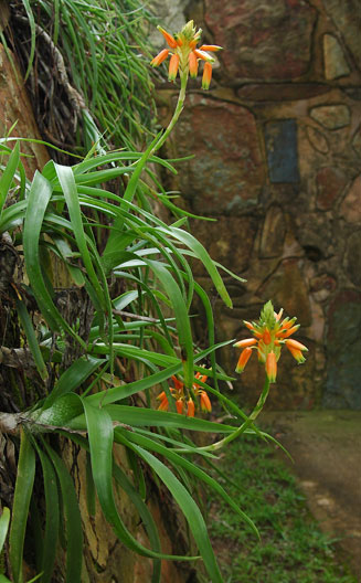 Aloe nubigena 
