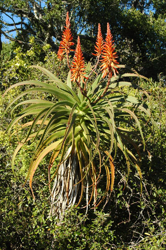 Aloe pluridens 
