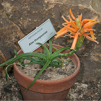 Aloe thompsoniae