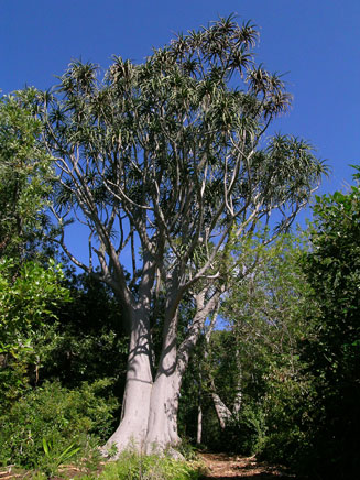 Aloe barberae (Eastern tree aloe)