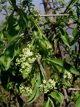 Gymnosporia buxifolia 