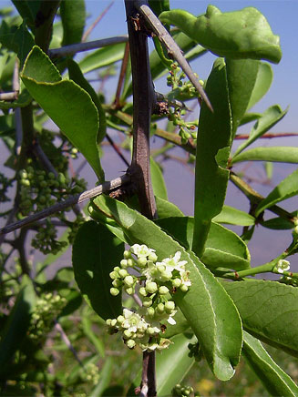 Gymnosporia buxifolia 