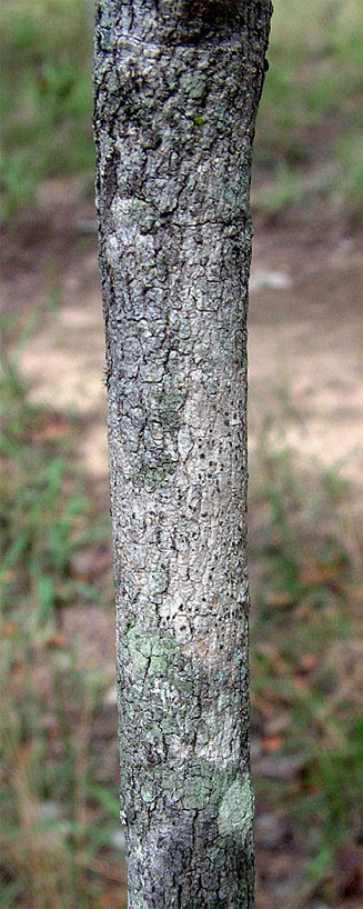 Pleurostylia capensis