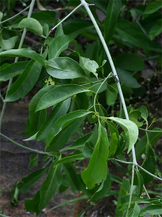 Reissantia parviflora