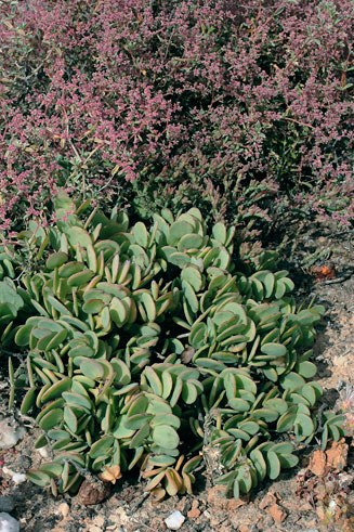 Zygophyllum cordifolium 