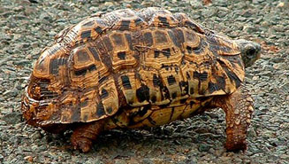 Kinixys belliana (Bell's hinged tortoise)