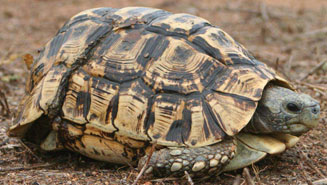 Kinixys belliana (Bell's hinged tortoise)