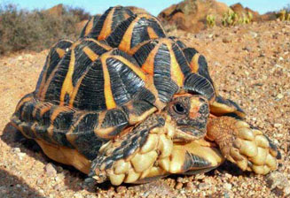 Psammobates tentorius (Common tent tortoise)