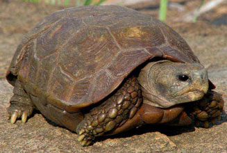 Kinixys spekii (Speke's hinged tortoise)