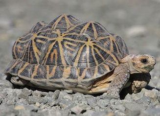 Psammobates tentorius (Common tent tortoise)