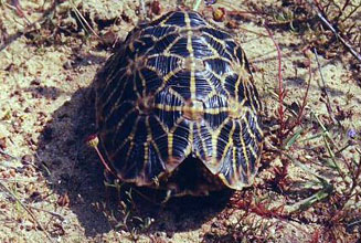 Psammobates geometricus (Geometric tortoise)