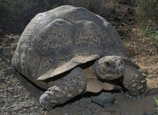 Stigmochelys pardalis (Leopard tortoise) 