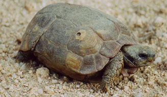 Kinixys lobatsiana (Lobatse hinged tortoise)